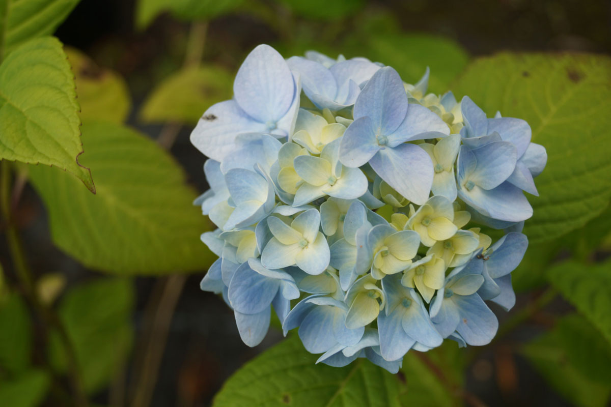 Hortensia-macrophylla-Nikko-Blue