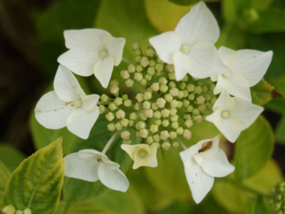 Hydrangea-macrophylla-Lanarth-White